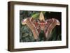 Atlas Moth, Native to Southeast Asia-John Barger-Framed Photographic Print