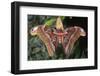 Atlas Moth, Native to Southeast Asia-John Barger-Framed Photographic Print