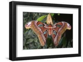 Atlas Moth, Native to Southeast Asia-John Barger-Framed Photographic Print