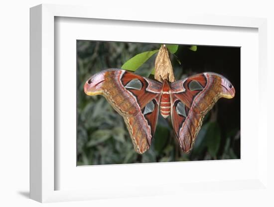 Atlas Moth, Native to Southeast Asia-John Barger-Framed Photographic Print