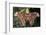 Atlas Moth, Native to Southeast Asia-John Barger-Framed Photographic Print