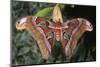 Atlas Moth, Native to Southeast Asia-John Barger-Mounted Photographic Print