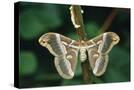 Stretched Canvas
