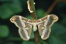 Laminate