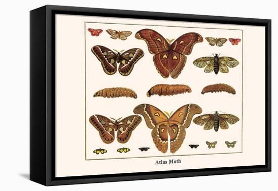 Atlas Moth-Albertus Seba-Framed Stretched Canvas