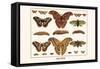 Atlas Moth-Albertus Seba-Framed Stretched Canvas