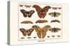 Atlas Moth-Albertus Seba-Stretched Canvas