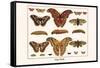 Atlas Moth-Albertus Seba-Framed Stretched Canvas