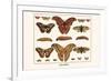 Atlas Moth-Albertus Seba-Framed Premium Giclee Print