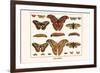 Atlas Moth-Albertus Seba-Framed Premium Giclee Print