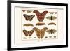 Atlas Moth-Albertus Seba-Framed Premium Giclee Print