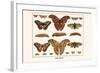 Atlas Moth-Albertus Seba-Framed Art Print