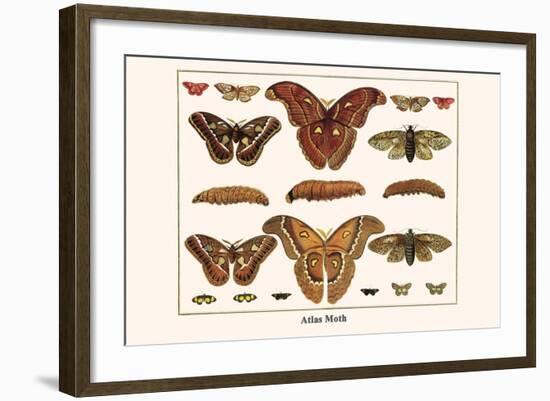 Atlas Moth-Albertus Seba-Framed Art Print