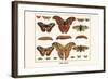 Atlas Moth-Albertus Seba-Framed Art Print