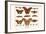 Atlas Moth-Albertus Seba-Framed Art Print