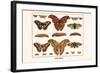 Atlas Moth-Albertus Seba-Framed Art Print