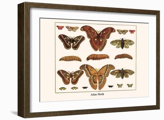 Atlas Moth-Albertus Seba-Framed Art Print