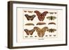 Atlas Moth-Albertus Seba-Framed Art Print