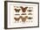 Atlas Moth-Albertus Seba-Framed Art Print