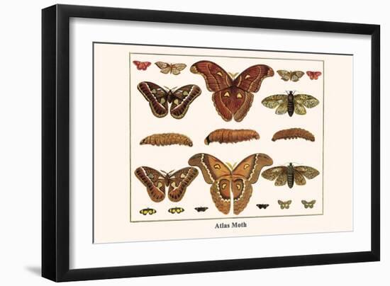 Atlas Moth-Albertus Seba-Framed Art Print