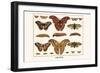 Atlas Moth-Albertus Seba-Framed Art Print