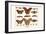 Atlas Moth-Albertus Seba-Framed Art Print