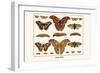 Atlas Moth-Albertus Seba-Framed Art Print