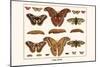 Atlas Moth-Albertus Seba-Mounted Art Print