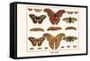 Atlas Moth-Albertus Seba-Framed Stretched Canvas