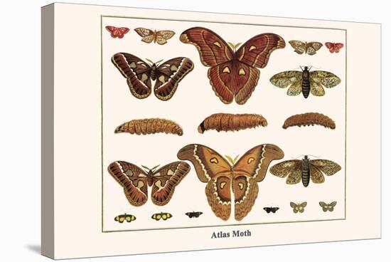 Atlas Moth-Albertus Seba-Stretched Canvas