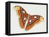 Atlas Silk Moth (Attacus Atlas), Saturniidae, Artwork by Bridgette James-null-Framed Stretched Canvas