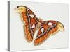 Atlas Silk Moth (Attacus Atlas), Saturniidae, Artwork by Bridgette James-null-Stretched Canvas