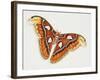 Atlas Silk Moth (Attacus Atlas), Saturniidae, Artwork by Bridgette James-null-Framed Giclee Print