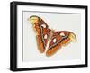 Atlas Silk Moth (Attacus Atlas), Saturniidae, Artwork by Bridgette James-null-Framed Giclee Print