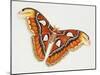 Atlas Silk Moth (Attacus Atlas), Saturniidae, Artwork by Bridgette James-null-Mounted Giclee Print