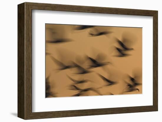 Atmospheric - Gulls in flight at sunset, blurred movement, Sanibel Island, Florida-Fritz Polking-Framed Photographic Print