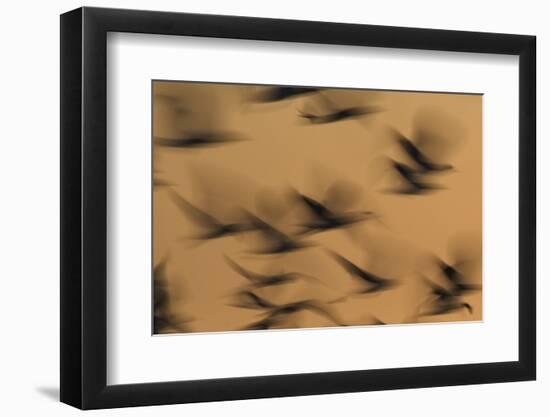 Atmospheric - Gulls in flight at sunset, blurred movement, Sanibel Island, Florida-Fritz Polking-Framed Photographic Print