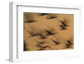 Atmospheric - Gulls in flight at sunset, blurred movement, Sanibel Island, Florida-Fritz Polking-Framed Photographic Print