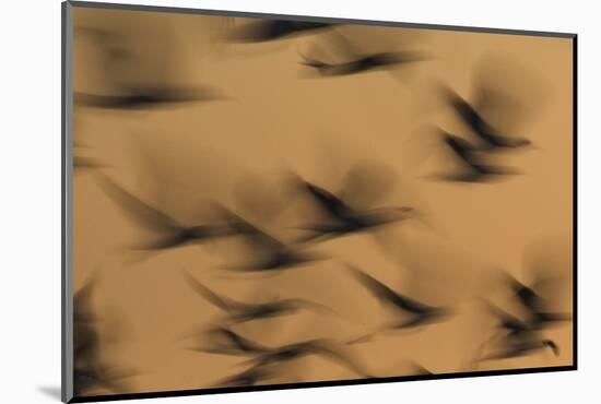 Atmospheric - Gulls in flight at sunset, blurred movement, Sanibel Island, Florida-Fritz Polking-Mounted Photographic Print