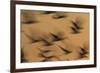 Atmospheric - Gulls in flight at sunset, blurred movement, Sanibel Island, Florida-Fritz Polking-Framed Photographic Print