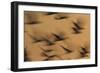Atmospheric - Gulls in flight at sunset, blurred movement, Sanibel Island, Florida-Fritz Polking-Framed Photographic Print
