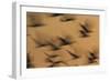 Atmospheric - Gulls in flight at sunset, blurred movement, Sanibel Island, Florida-Fritz Polking-Framed Photographic Print