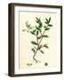 Atriplex Arenaria Frosted Sea Orache-null-Framed Giclee Print