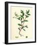 Atriplex Arenaria Frosted Sea Orache-null-Framed Giclee Print