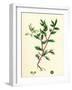 Atriplex Arenaria Frosted Sea Orache-null-Framed Giclee Print