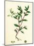 Atriplex Arenaria Frosted Sea Orache-null-Mounted Giclee Print