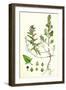 Atriplex Babingtonii Babington's Orache-null-Framed Giclee Print