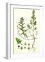 Atriplex Babingtonii Babington's Orache-null-Framed Giclee Print