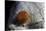 Atrophaneura Polyeuctes (Common Windmill) - Egg-Paul Starosta-Stretched Canvas