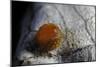 Atrophaneura Polyeuctes (Common Windmill) - Egg-Paul Starosta-Mounted Photographic Print